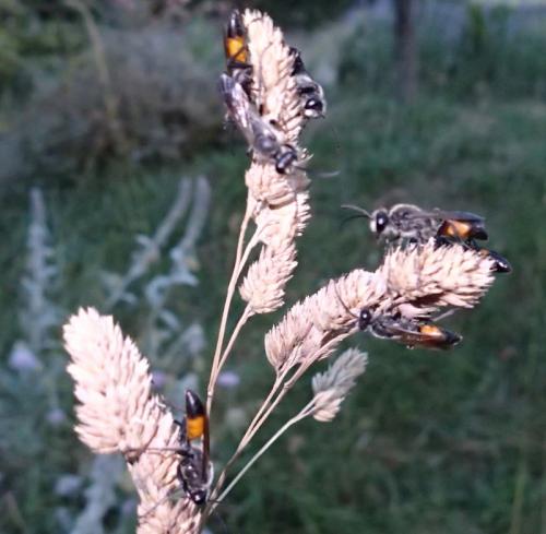 Sphex funerarius